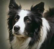 Polyxene