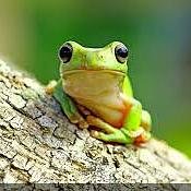 grenouille14