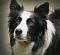 Polyxene
