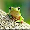 grenouille14